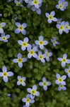 Bluets